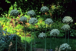Allium nigrum  bestellen